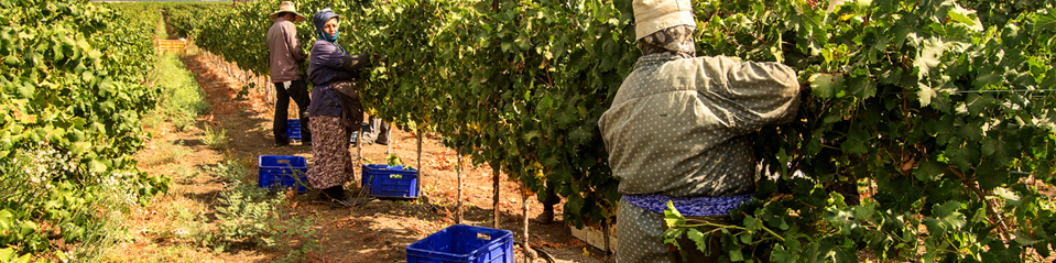Вырастить израильский виноград