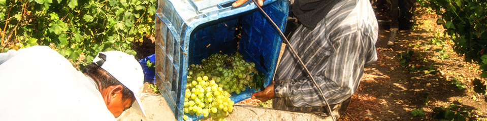 Вырастить израильский виноград