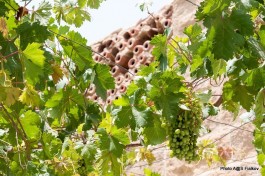 Сбор израильского винограда.