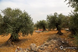 Оливковое дерево плодоносит раз в два года.