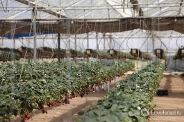 А вот так растут помидоры Шерри в Израиле