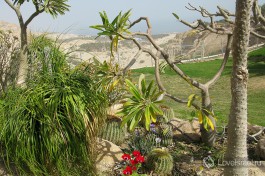 Кибуц Эйн-Геди на берегу Мертворо Моря поразит вас обилием... десятков экзотических видов кактусов. Нет, это не шутка.
