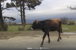Грузинская корова переходит дорогу. В порядке вещей :)