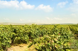 Винонградные поля около Зихрон-Яакова.